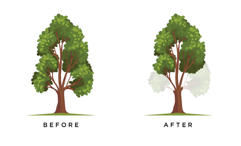 Tree Crown Lifting Tree Services - Landcare