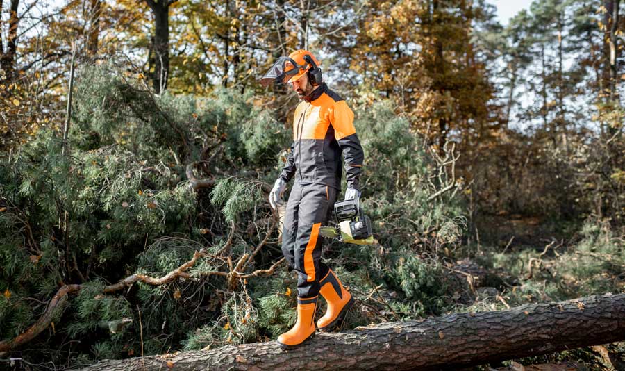 Tree Felling Tree Services - Landcare