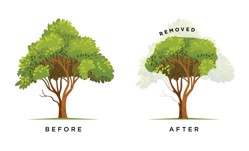 Tree Pruning Tree Services - Landcare